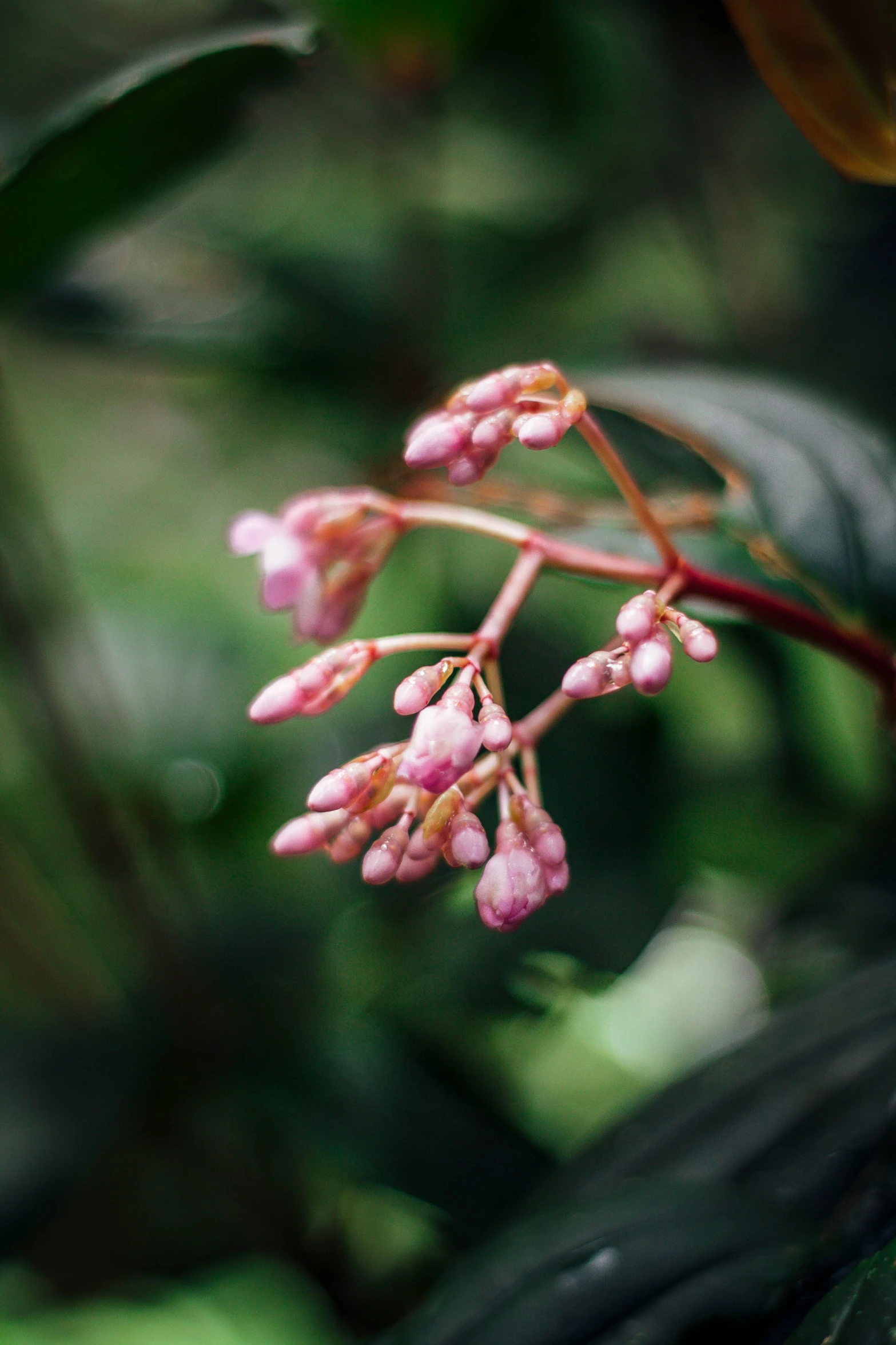 a flower is growing in the forest near some leaves