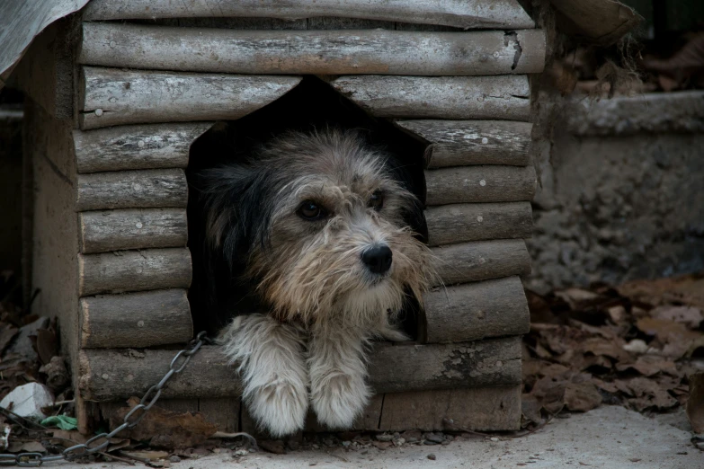 a small dog has  to a wooden structure