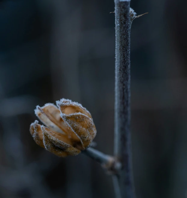 a close up s of a dried flower bud