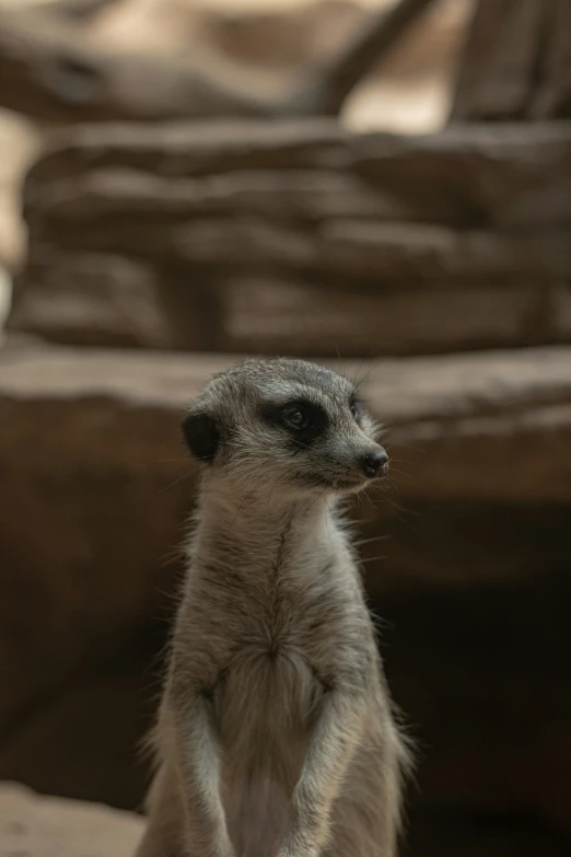 a little gray meerkat standing on its hind legs