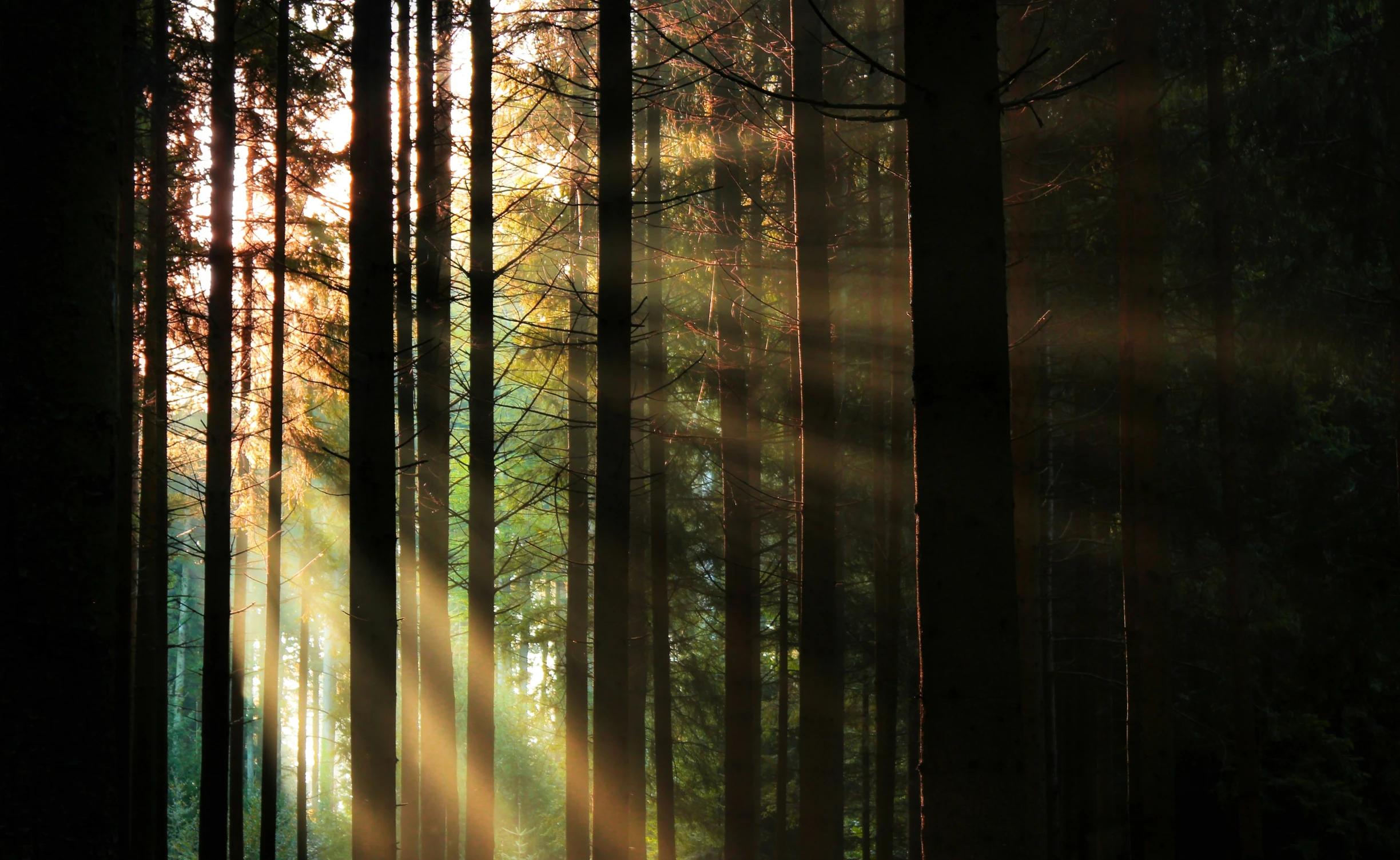 a line of trees lit by the sun