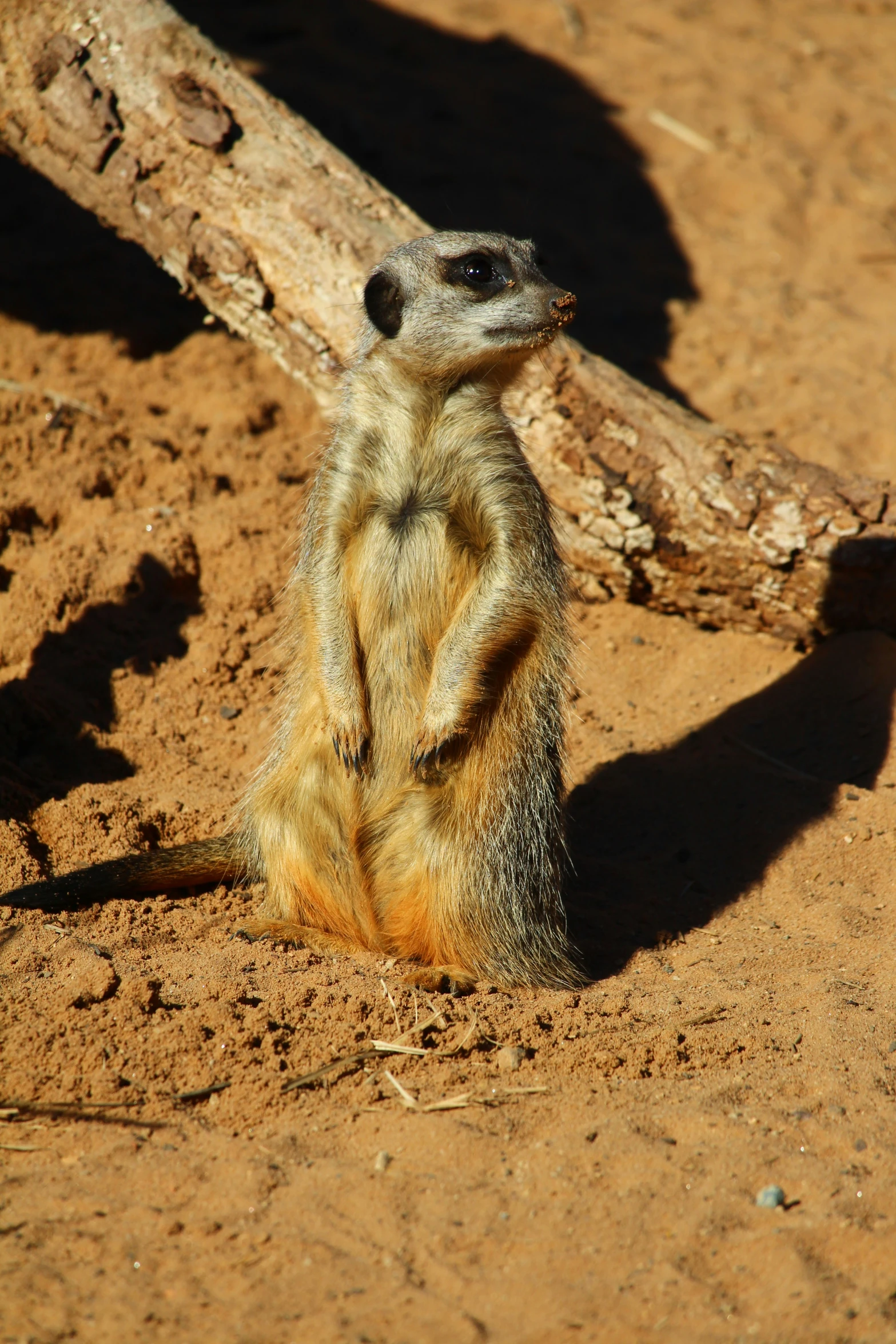 a small animal sitting on top of dirt