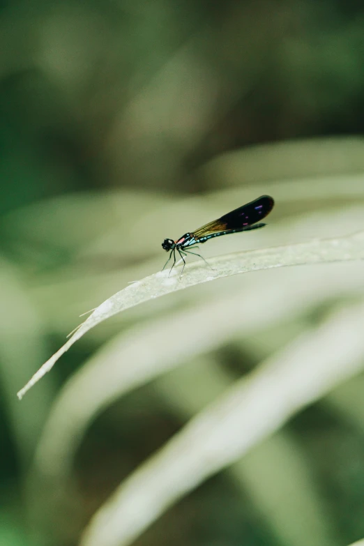 an image of a black and red insect on the underside