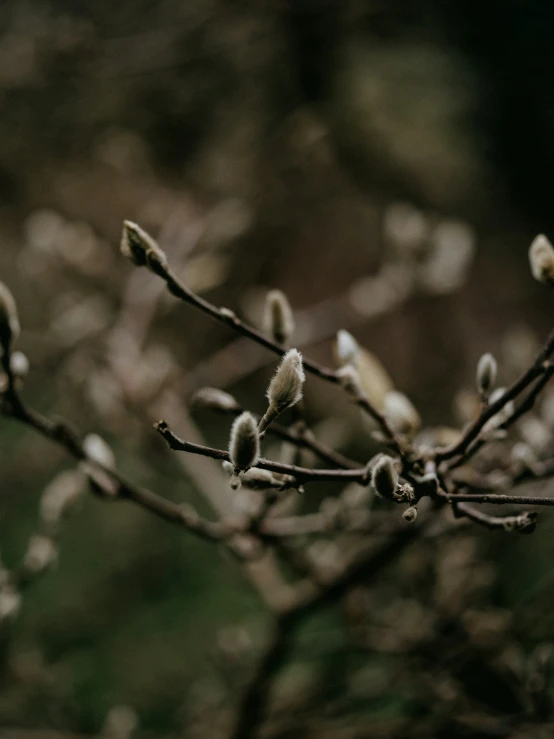 flowers that are buds on the nches of trees