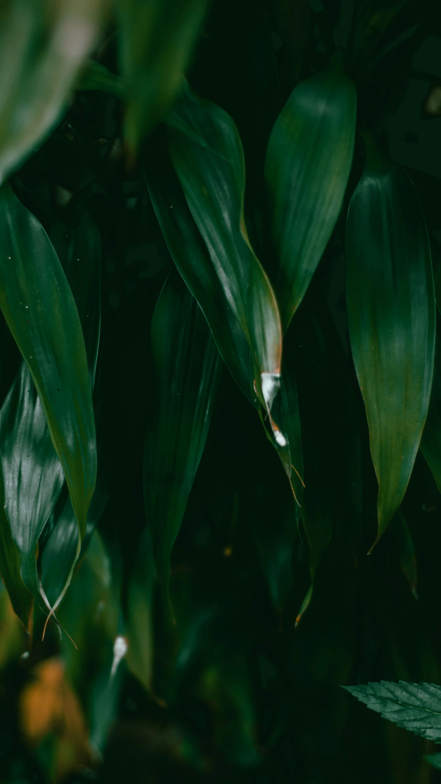 close up po of leaves on a plant