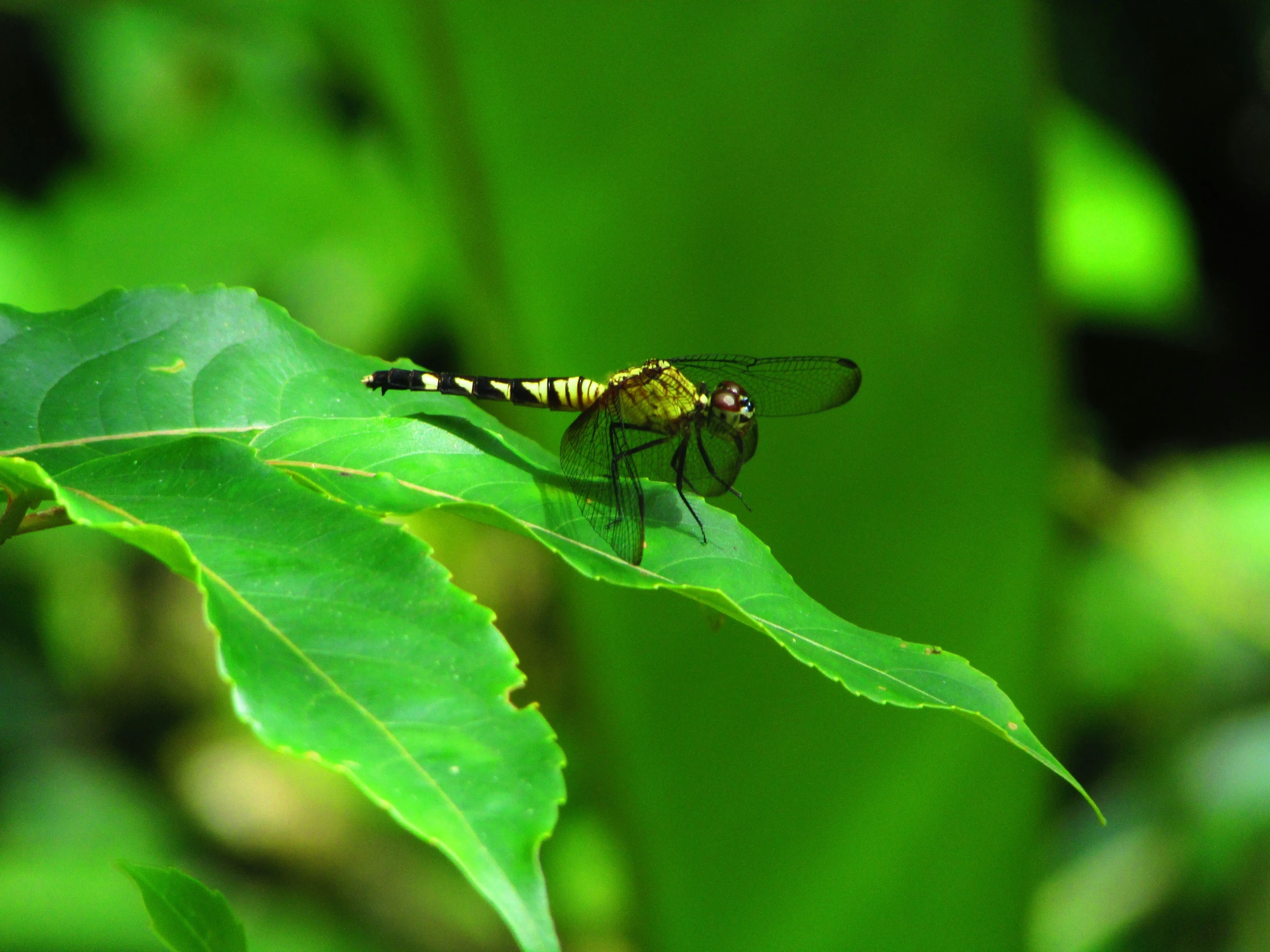 there is a small bug sitting on the edge of a leaf