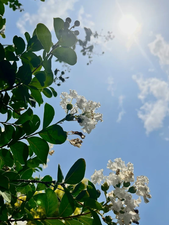 white flowers in a tree are the focus of the blue sky