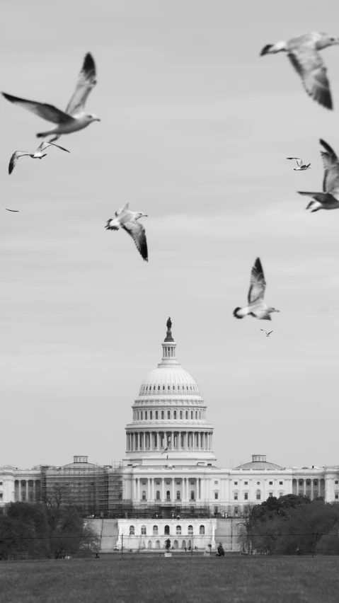 birds flying around in front of the capitol building