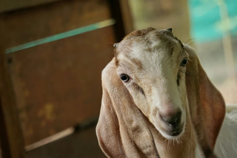 a goat with very big ears and no eyes