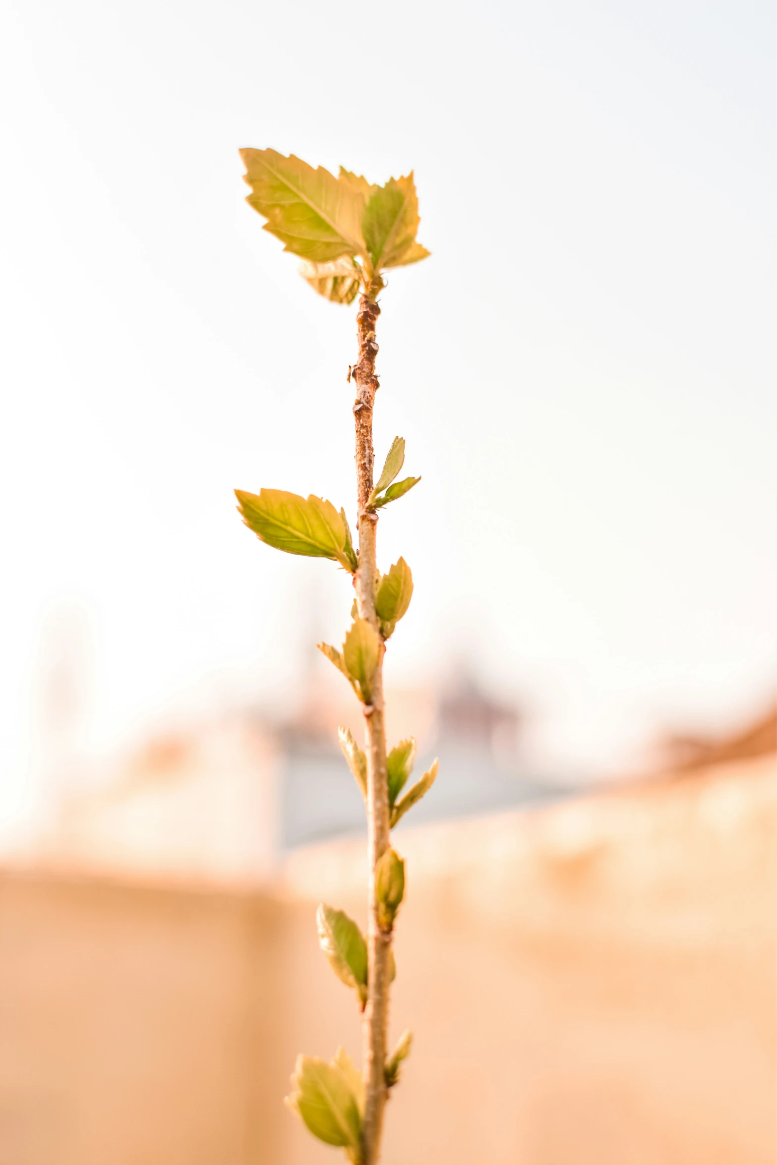 a small spiky plant with a large building in the background