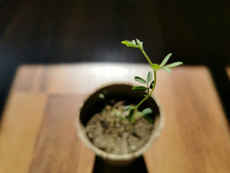 a small plant sprouting out from the ground