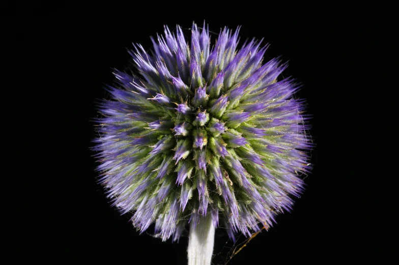 a large purple flower is in the dark with it's petals