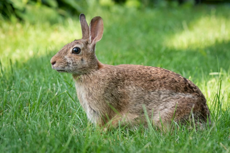 a brown rabbit sitting in the grass