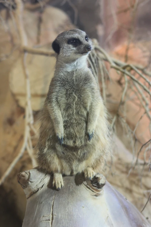 a small black and white animal on top of a rock