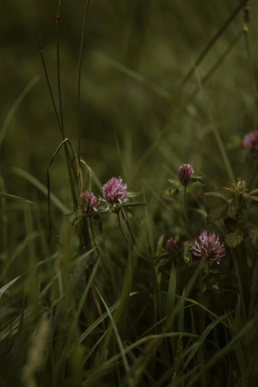 small purple flowers in the grass on a sunny day