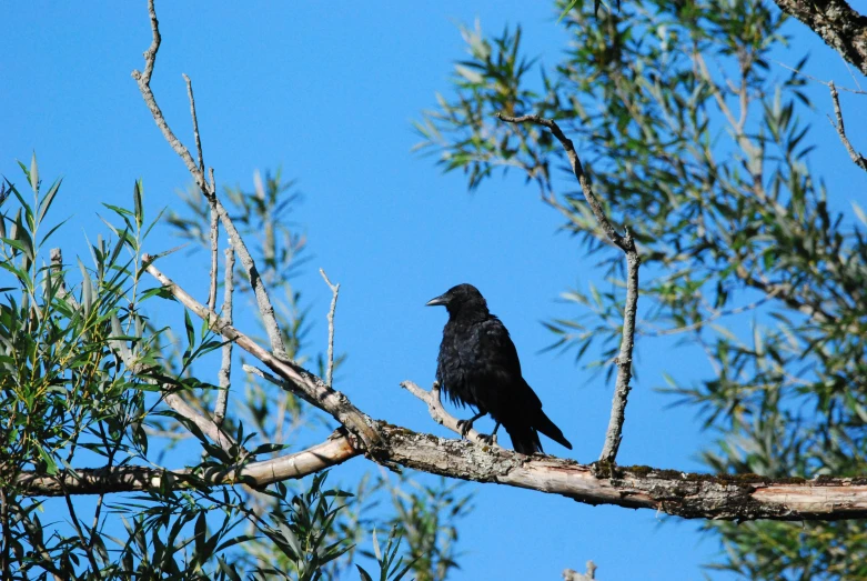 a black bird is perched on a tree limb