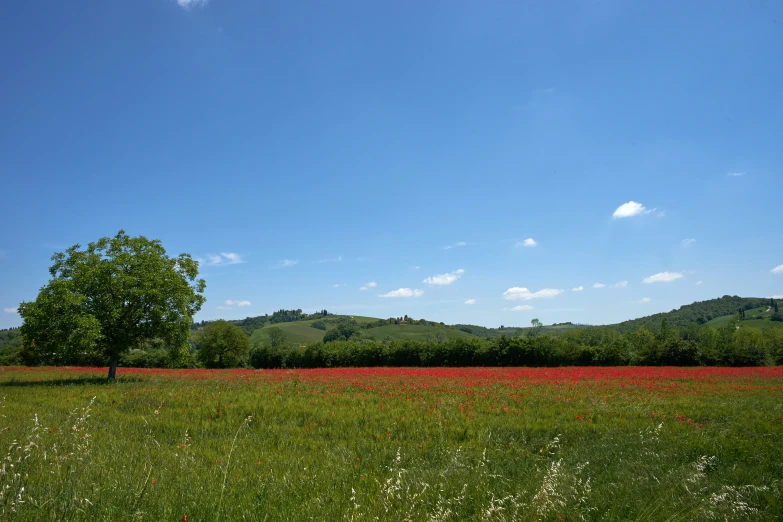the field has some red flowers near a tree