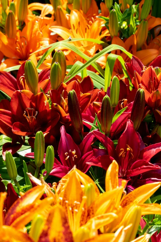 some colorful flowers growing on the side of a road