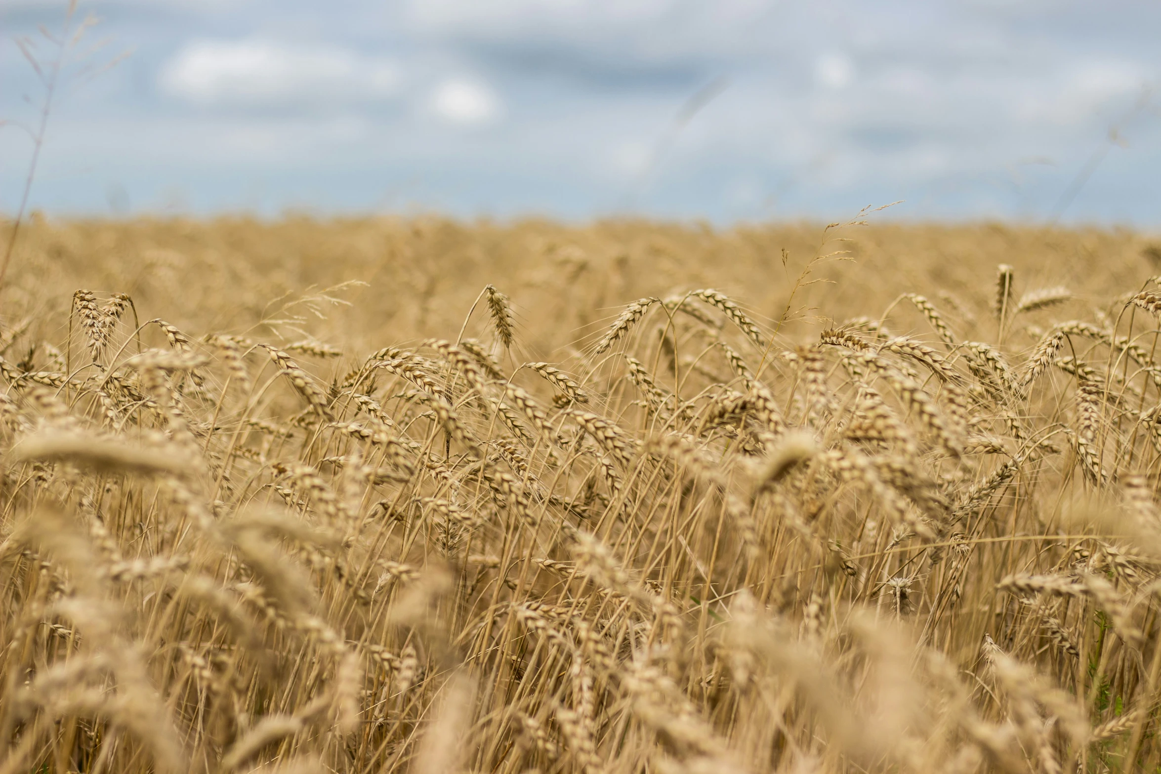 a field with tall grass and a blue sky