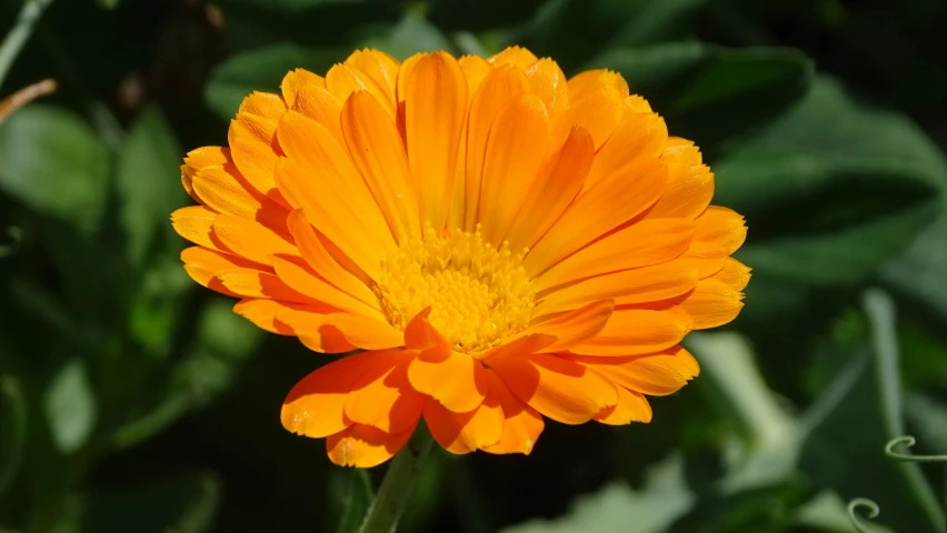 a bright orange flower with dew drops on it