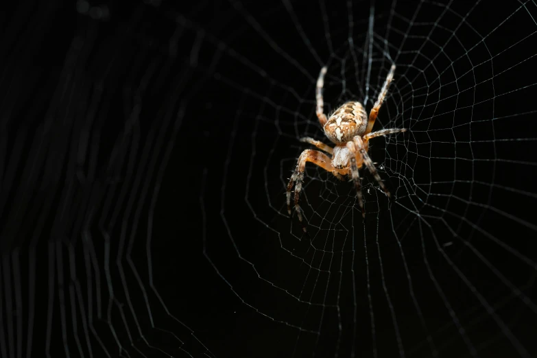 a close up of a spider sitting on it's web