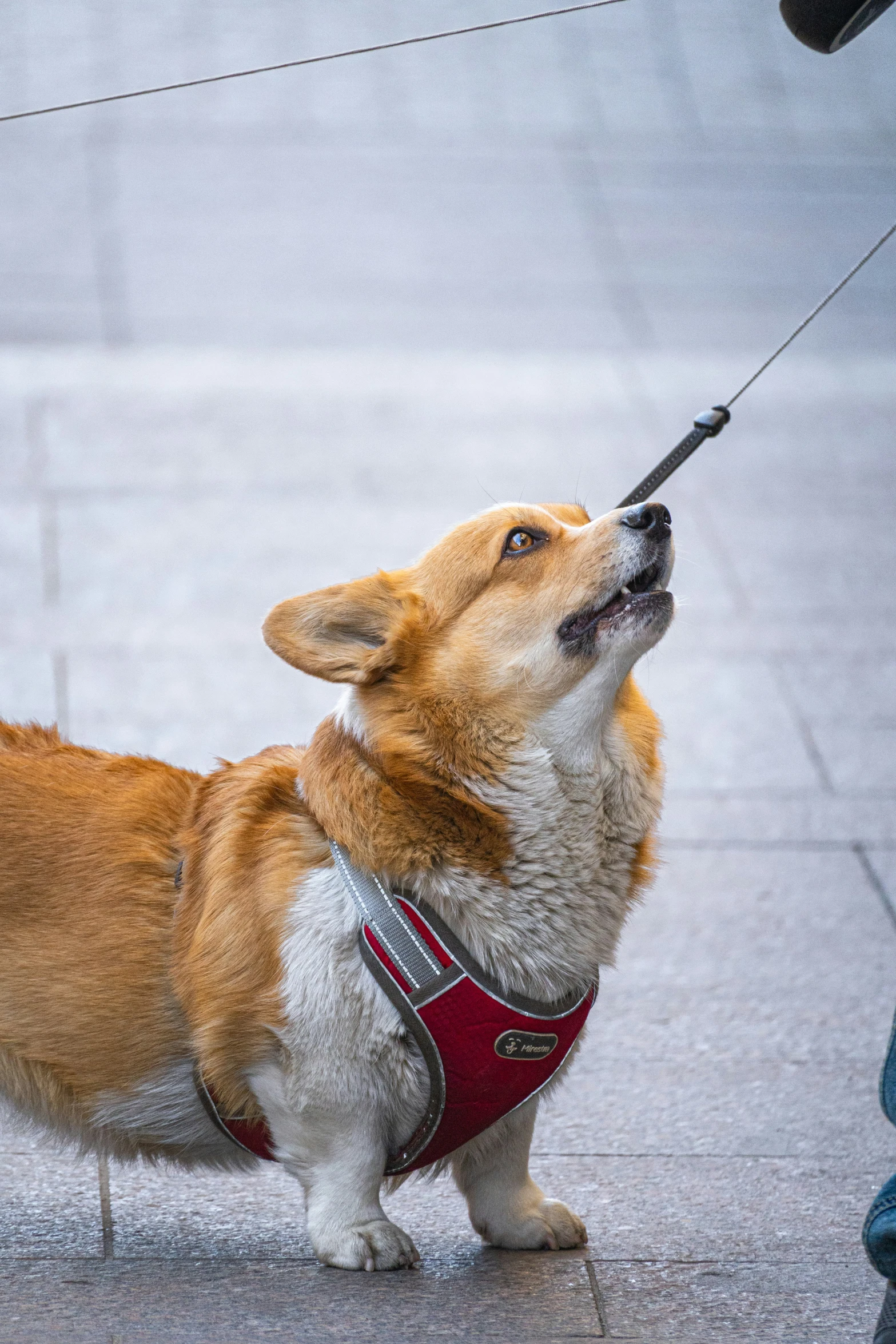 a dog with its back legs up looking up