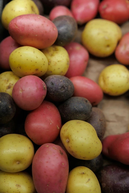 the potatoes are ready to be picked from the ground