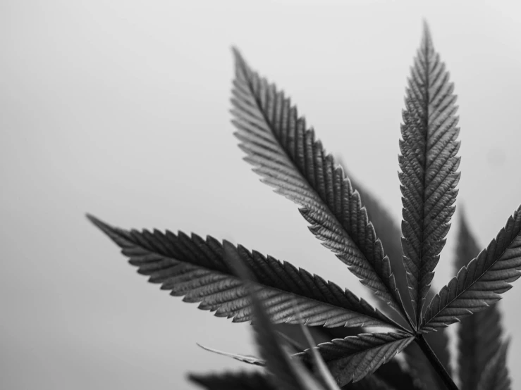 close up view of leaves in a pot with the sky behind