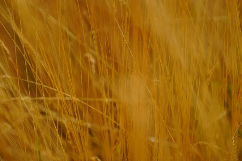 a very close up s of some grass