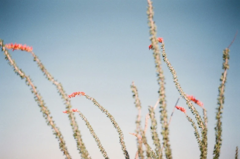 some kind of green and red flowers with sky in background