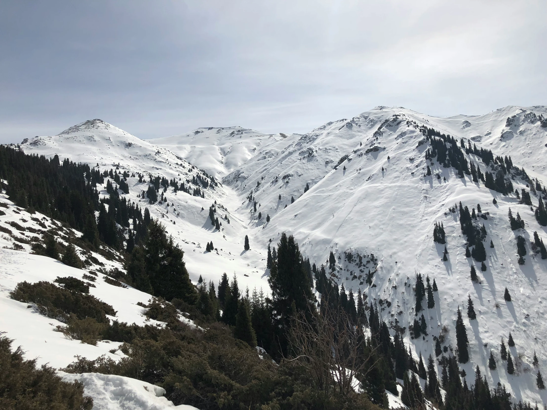 snow - covered mountains with trees and brush on top