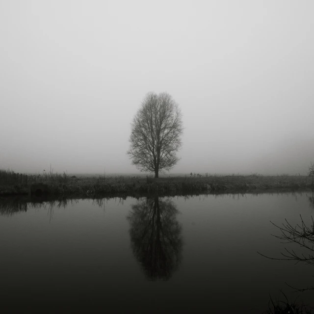 tree next to a lake in fog with reflection