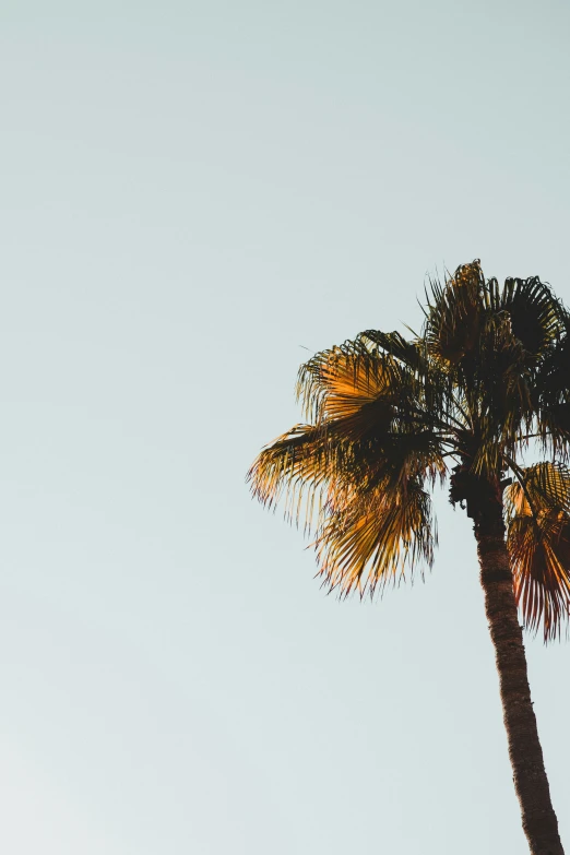 a picture of a palm tree against the sky