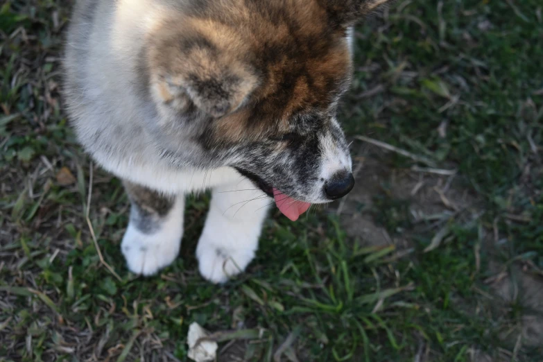 a close up of a dog panting with grass in the background