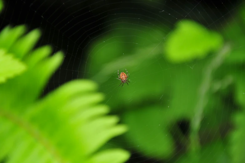 a red and white spider sits on its web