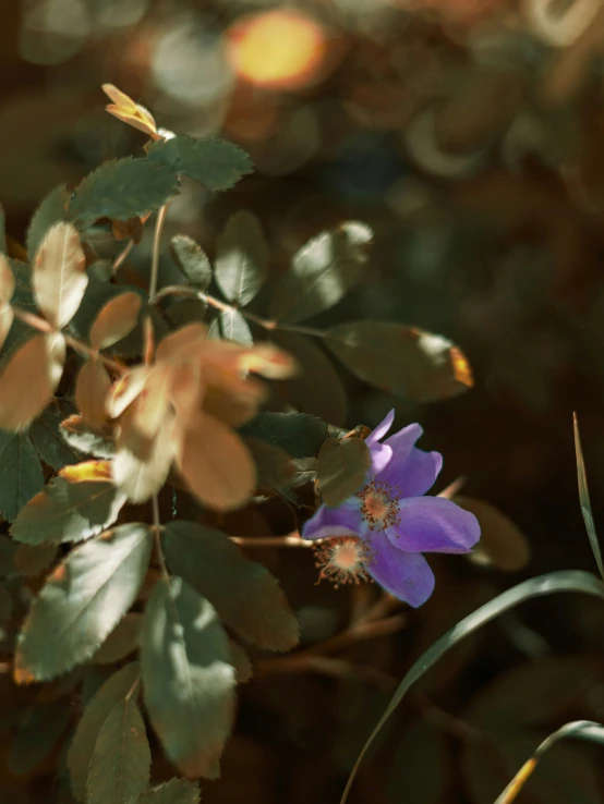 a close up view of the purple flower