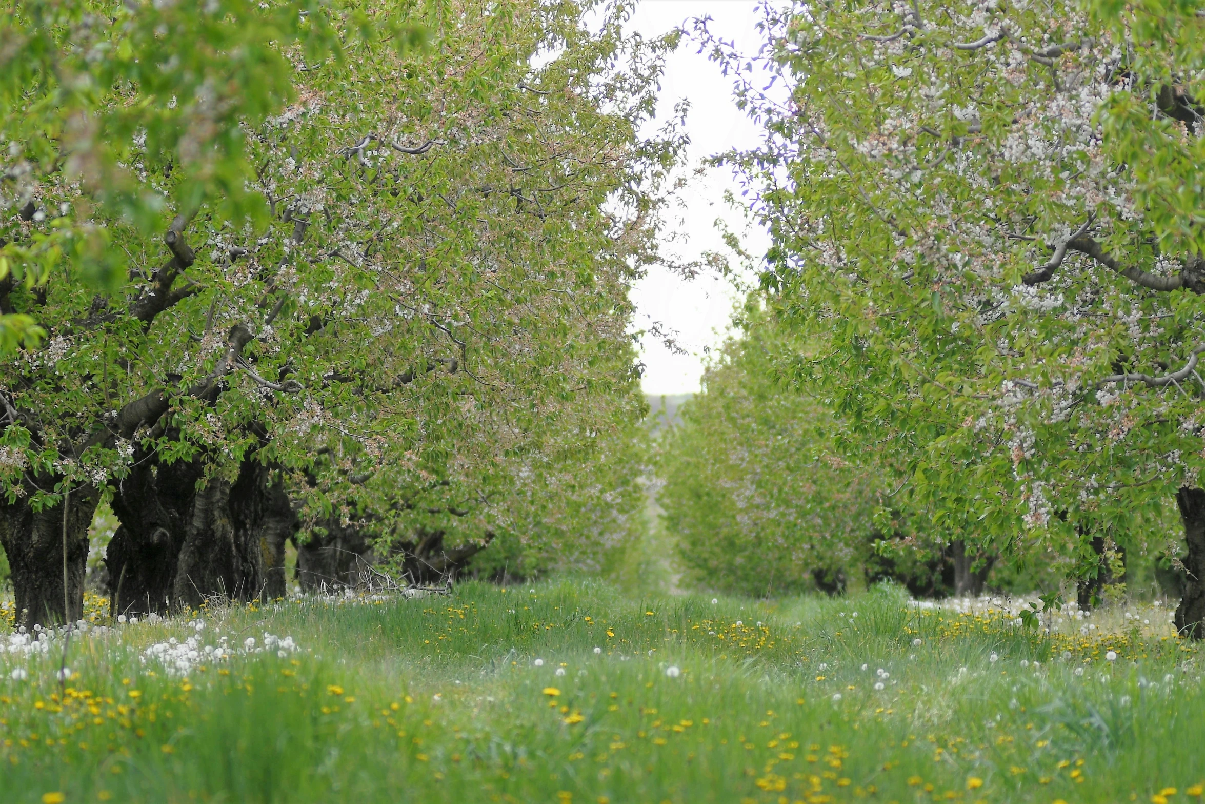 trees line a grassy, heavily - planted path between two rows of tall trees