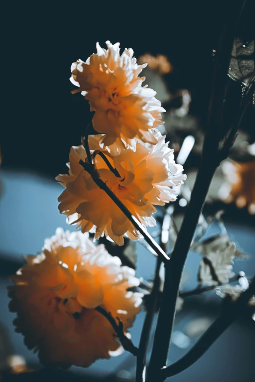 beautiful flowers growing on a stem with bright sunshine