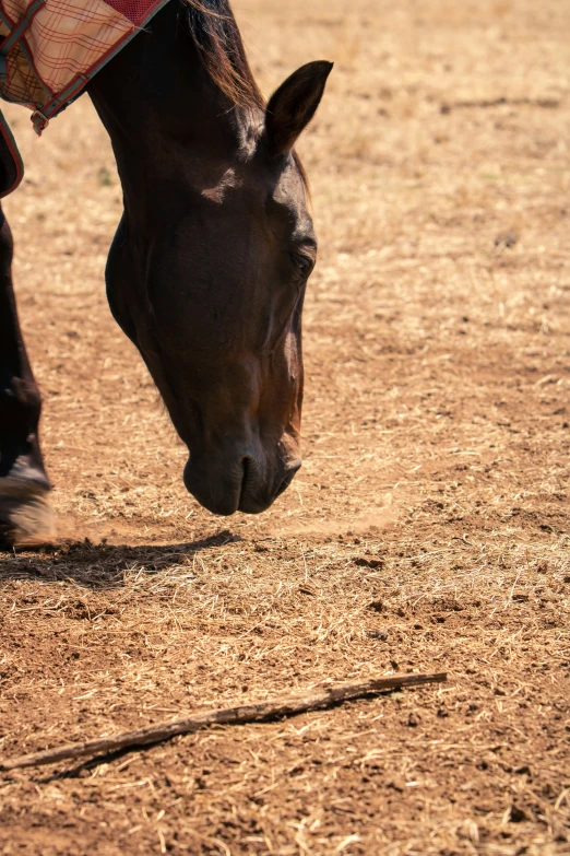 a horse eating grass in the dirt on a sunny day