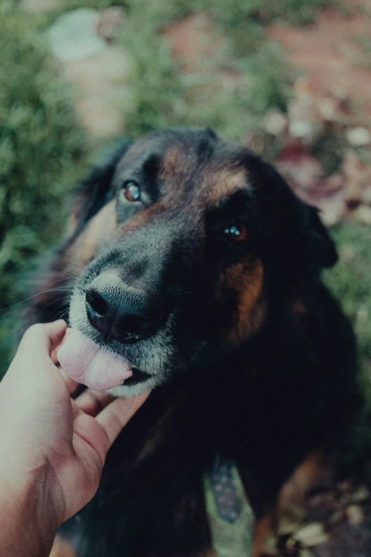 a person feeding a dog food from its hand