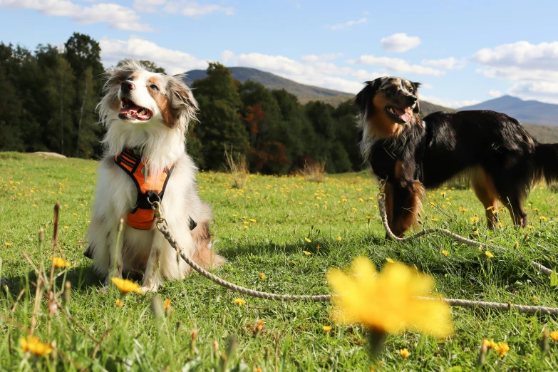 two dogs are standing together in the grass