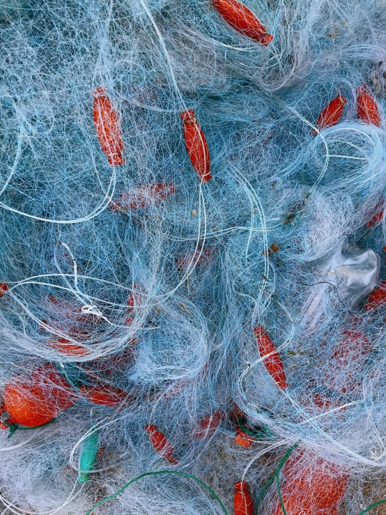 red feathers floating in a net on top of water