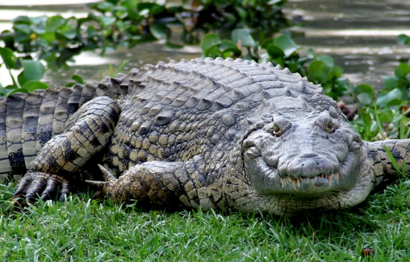 an enormous alligator is laying on the grass