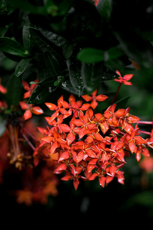 a bunch of red flowers with leaves and water droplets