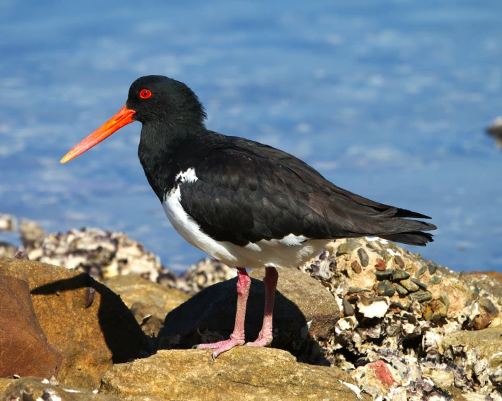 a black bird with a red and orange beak stands on a rocky surface