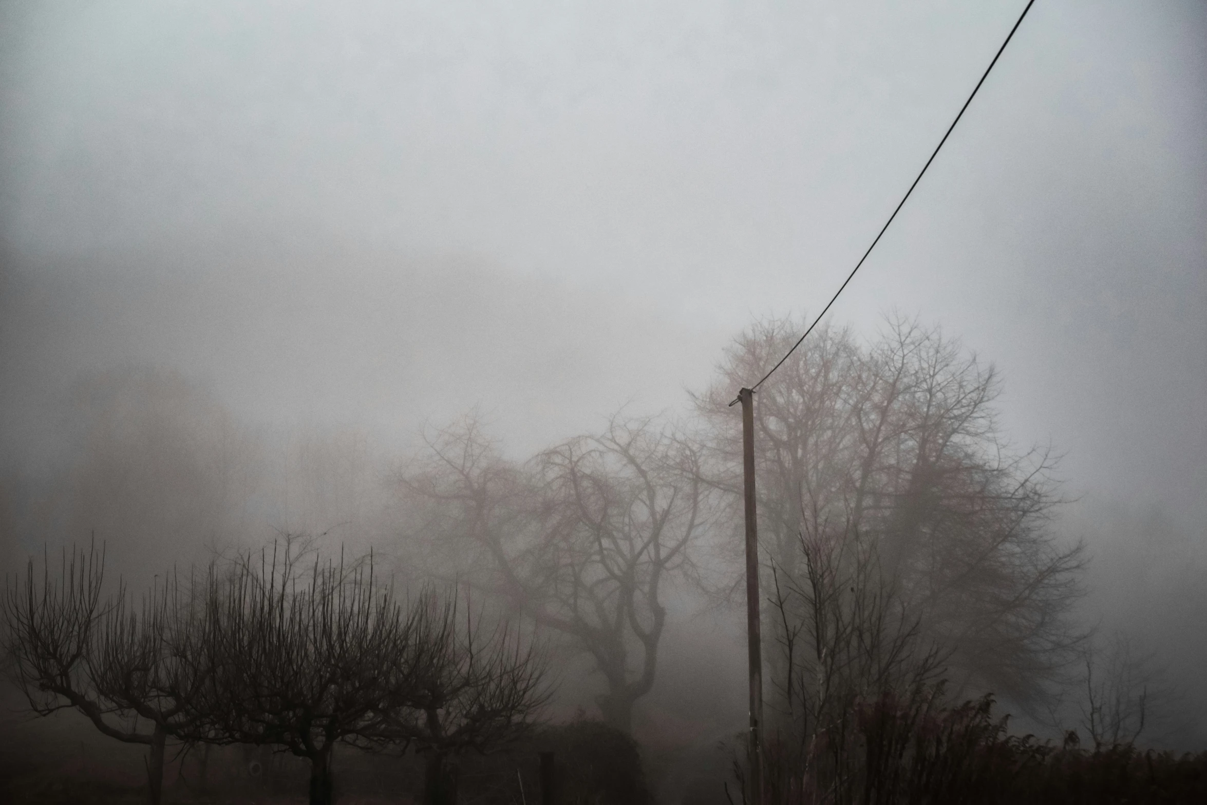 an image of foggy weather in the park