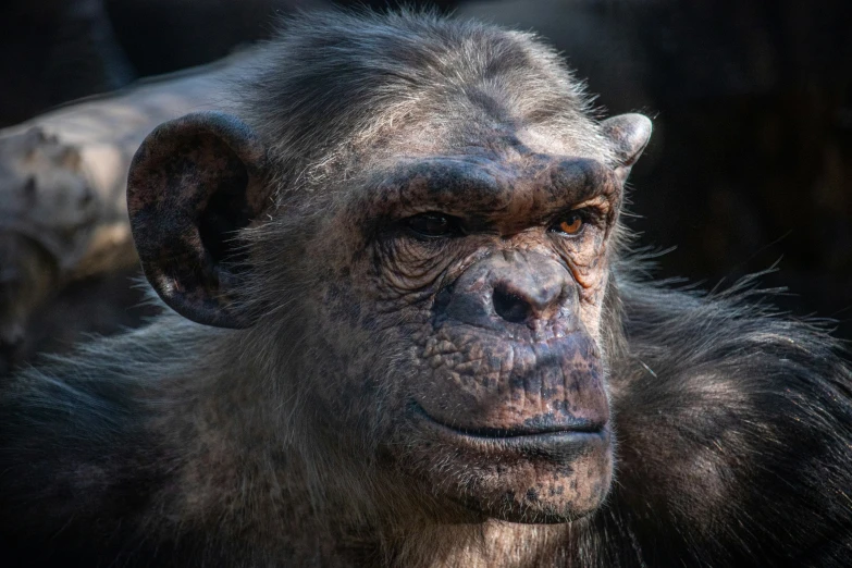 an older chimpan close up looking down