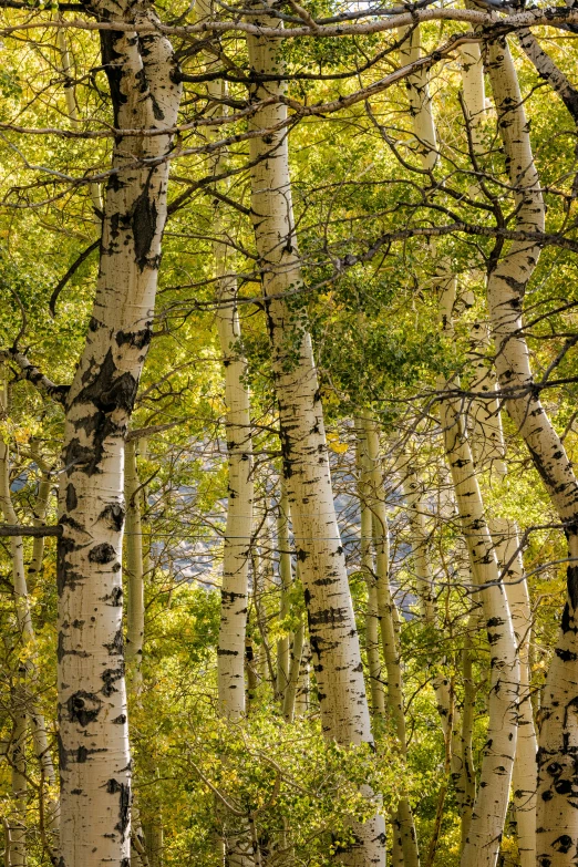 the beautiful woods can be seen during the autumn