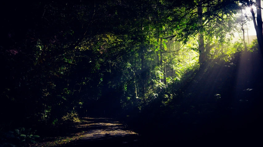 a dark pathway through a dense forest with bright lights