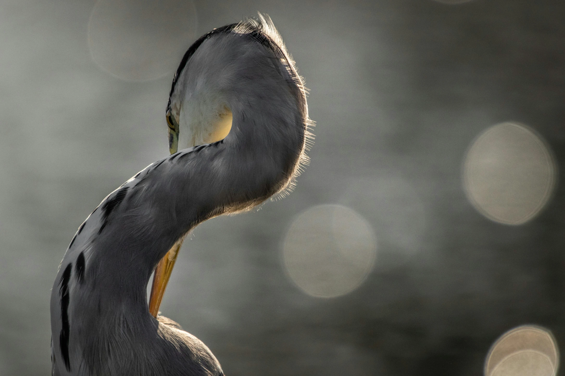 closeup view of the top of a bird head and neck